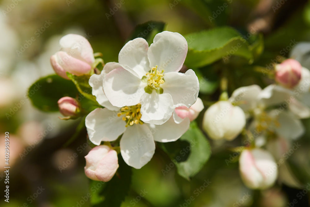 Blooming apple tree (apple flowers) in early spring in the sun macro close up