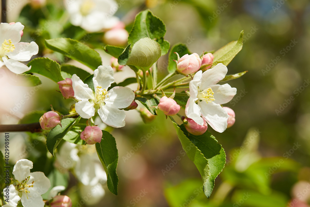 Blooming apple tree (apple flowers) in early spring in the sun macro close up Blooming apple tree (apple flowers) in early spring in the sun macro close up