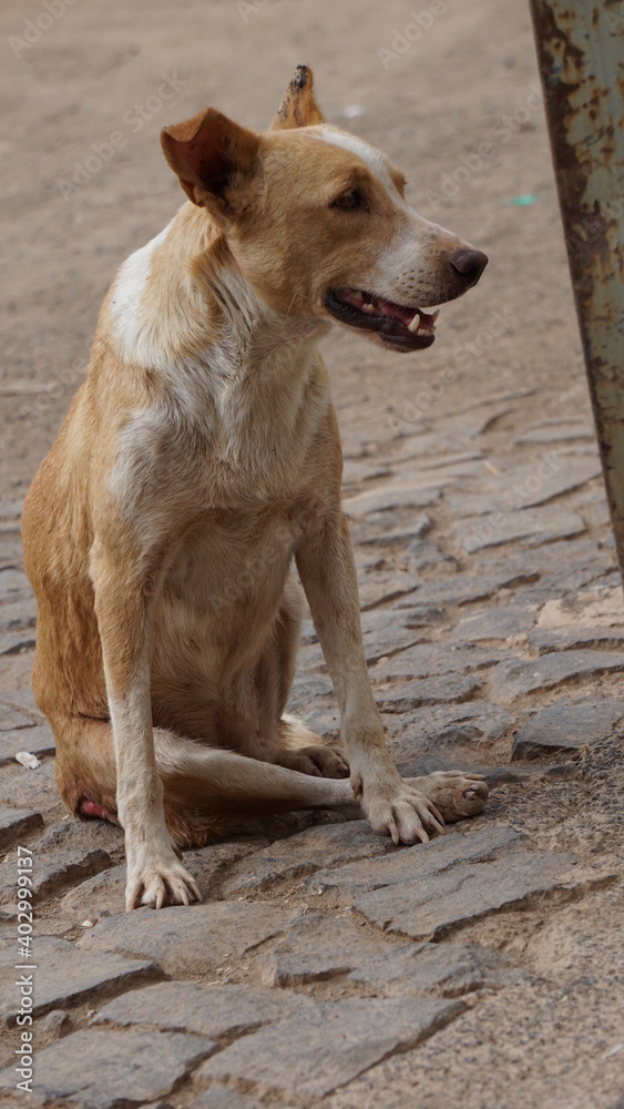 a two-color street dog sitting in Mindelo, on the island Sao Vicente, Cabo Verde a two-color street dog sitting in Mindelo, on the island Sao Vicente, Cabo Verde