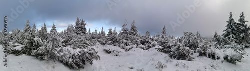 snowy trees in the Czech mountains