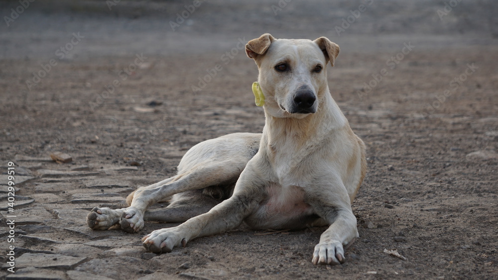 a yellow street dog lying on a street in Mindelo, on the island Sao Vicente, Cabo Verde