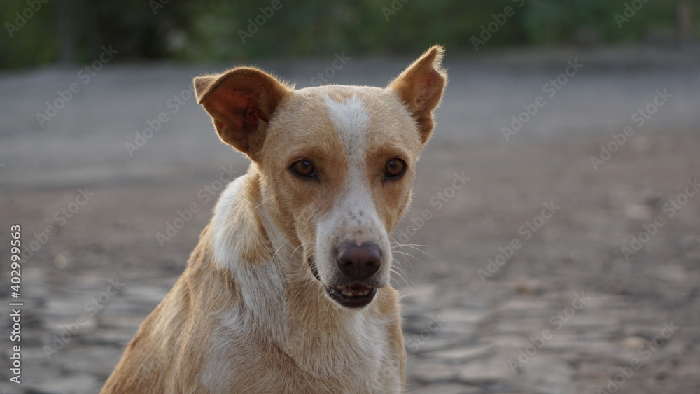 a two-color street dog sitting in Mindelo, on the island Sao Vicente, Cabo Verde