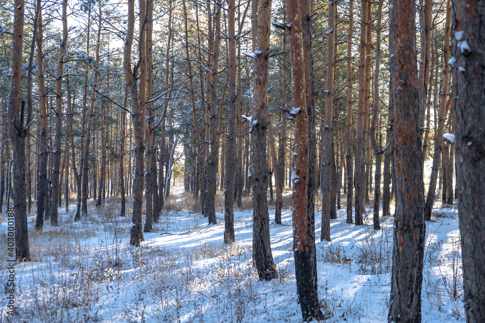 Pine tree forest with snow in winter sunny day Pine tree forest with snow in winter sunny day