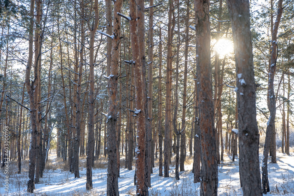 Pine tree forest with snow in winter sunny day Pine tree forest with snow in winter sunny day