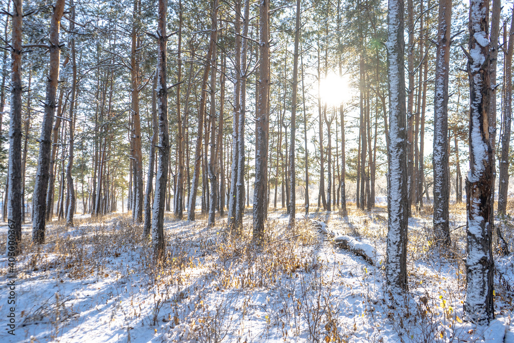 Pine tree forest with snow in winter sunny day