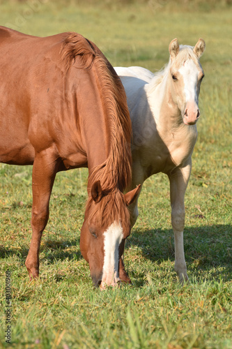 American Quarter Horse Stute und Fohlen