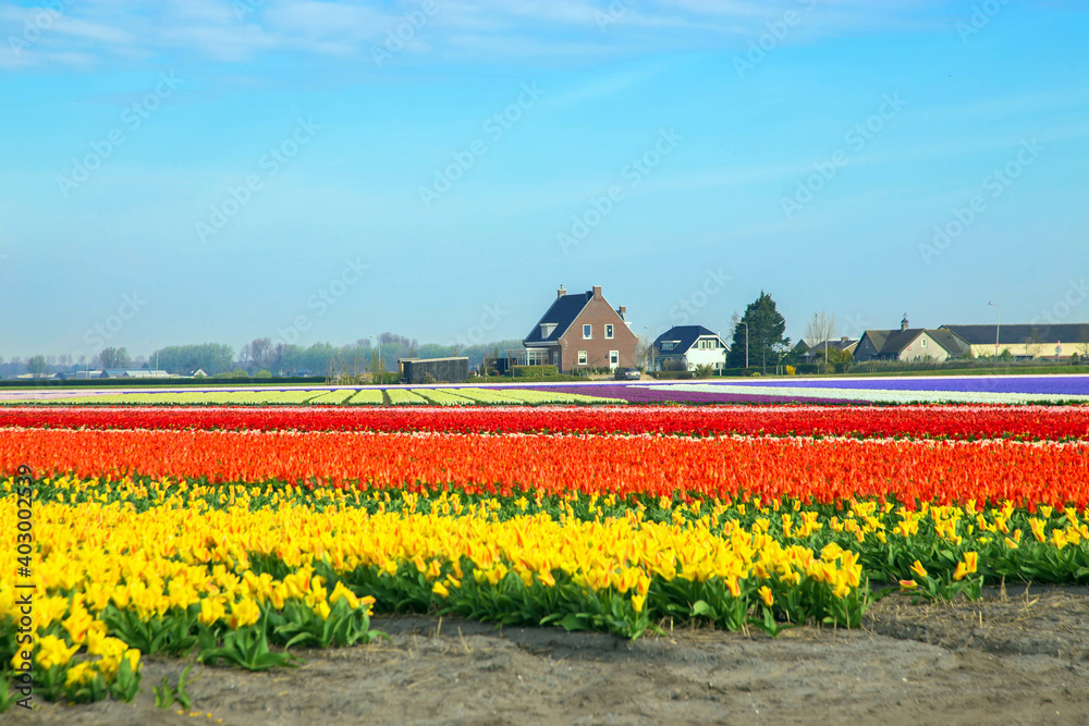  the famous Dutch tulip fields.