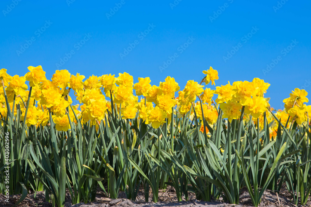 Fototapeta premium Bright spring first flowers of daffodils