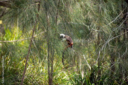 Cotton-top tamarin (scientific name saguinus oedipus) in a she-oak tree photo