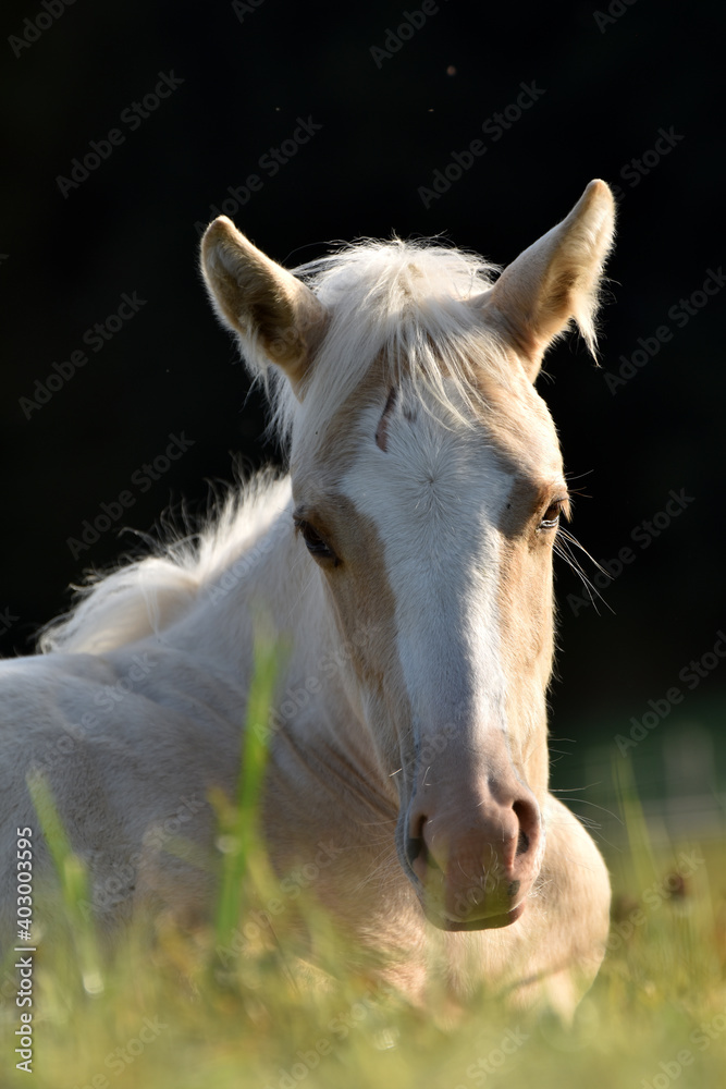 Obraz premium American Quarter Horse Fohlen