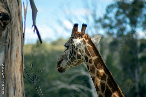Head of a Rothschild giraffe (scientific name Giraffa camelopardalis rothschildi)