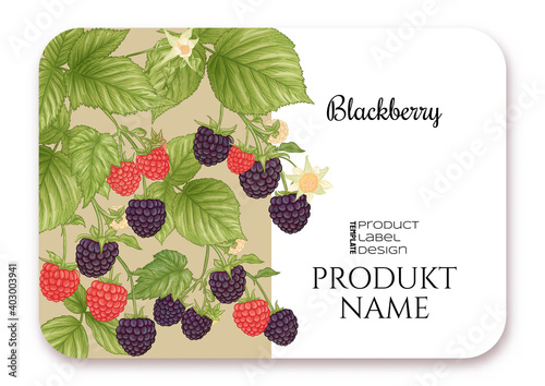 Blackberry. Ripe berries on branch. Template for product label, cosmetic packaging. Easy to edit. Graphic drawing, engraving style. Vector illustration..