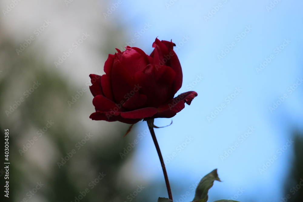 Fototapeta premium single red rose