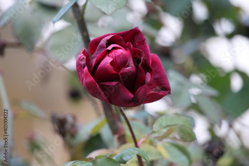 red rose in garden