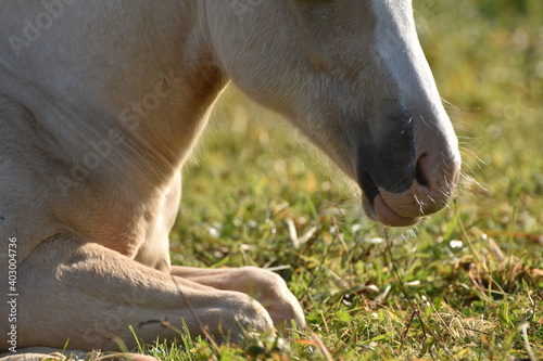 American Qurter Horse Fohlen