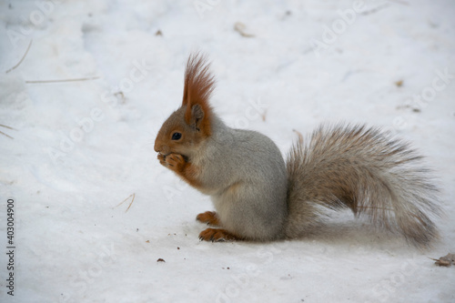 The squirrel eats a nut in the snow. © Сергей Левин