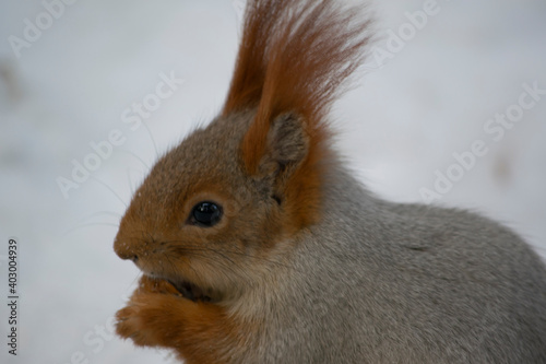The squirrel eats a nut in the snow.