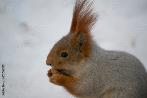 The squirrel eats a nut in the snow.