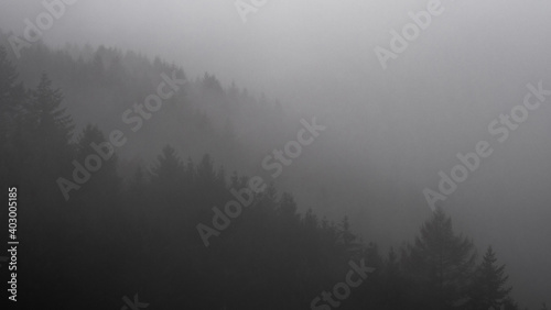 Nebel, Silhouette des Waldes, grauer Tag