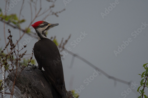 Pileated Woodpecker looking over a lake