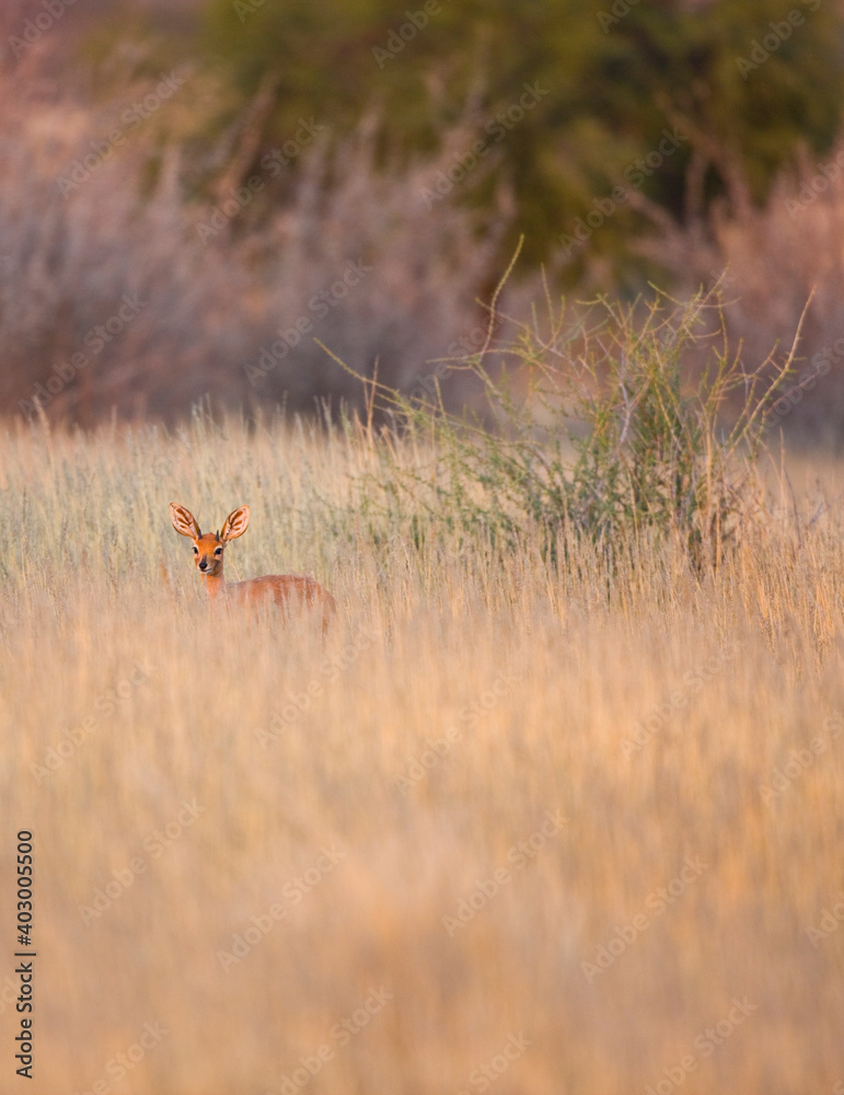 Steenbok o Raficero comun, Fauna del Desierto de Kalahari, Namibia, Africa Steenbok o Raficero comun, Fauna del Desierto de Kalahari, Namibia, Africa