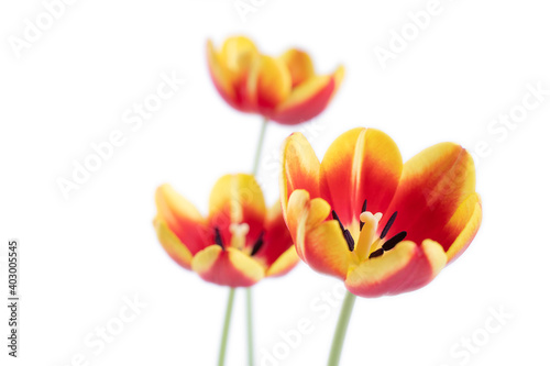Fresh and beautiful Red and yellow tulips isolated on white background.
