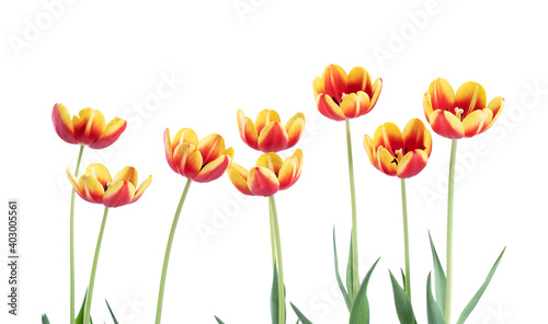 Wallpaper Mural Fresh and beautiful Red and yellow tulips isolated on white background. Torontodigital.ca