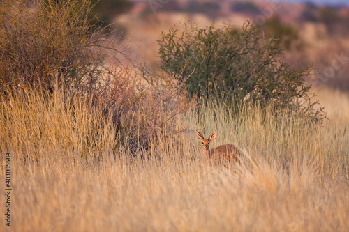 Fototapeta Naklejka Na Ścianę i Meble -  Steenbok o Raficero comun,  Fauna del Desierto de Kalahari, Namibia, Africa