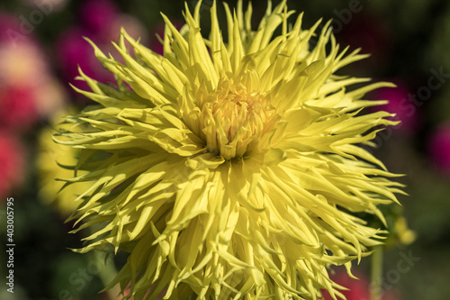 Yellow  fimbriateded cactus dahlia close up. In the October sunny morning.2020