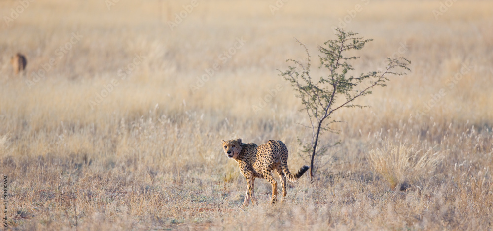 GUEPARDO (Acinonyx jubatus), Namibia, África, Fauna de África GUEPARDO (Acinonyx jubatus), Namibia, África, Fauna de África