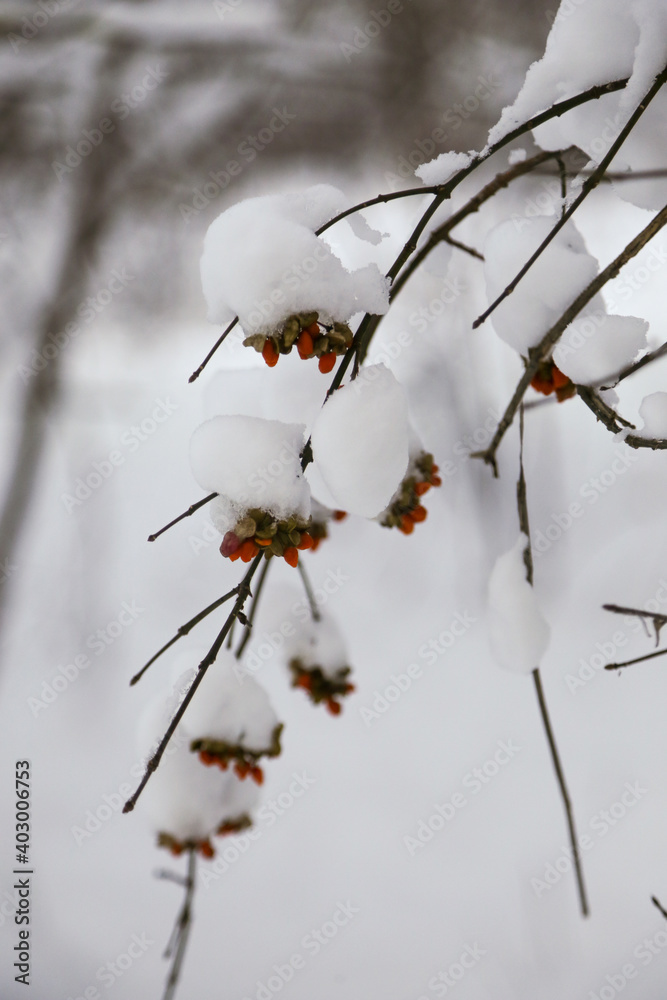 Red berries on branches covered with snow, detail Red berries on branches covered with snow, detail