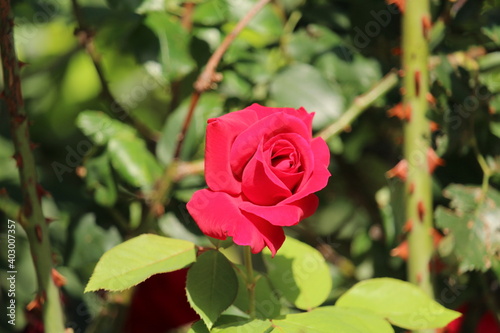 red rose in garden