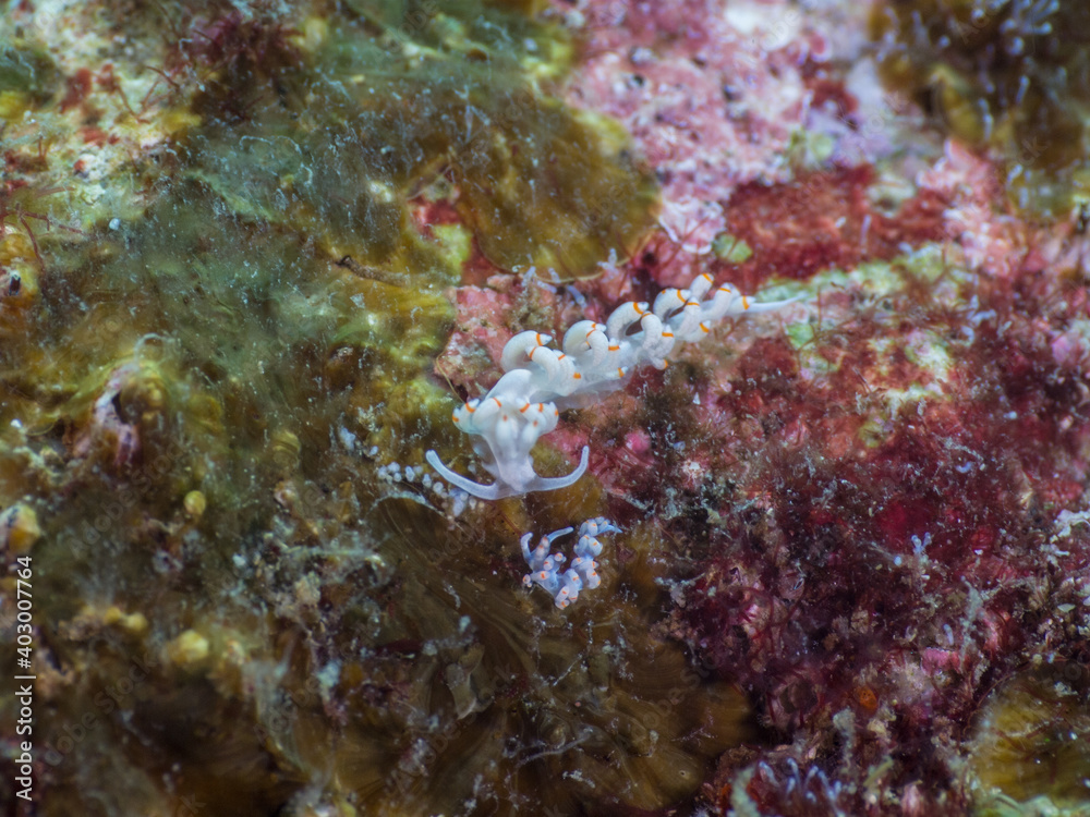 A pair of flabellina nudibranch (Mergui archipelago, Myanmar) A pair of flabellina nudibranch (Mergui archipelago, Myanmar)