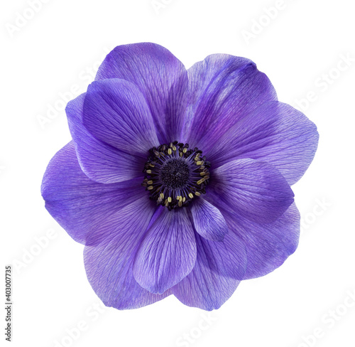 Isolated blue anemone flower on white background