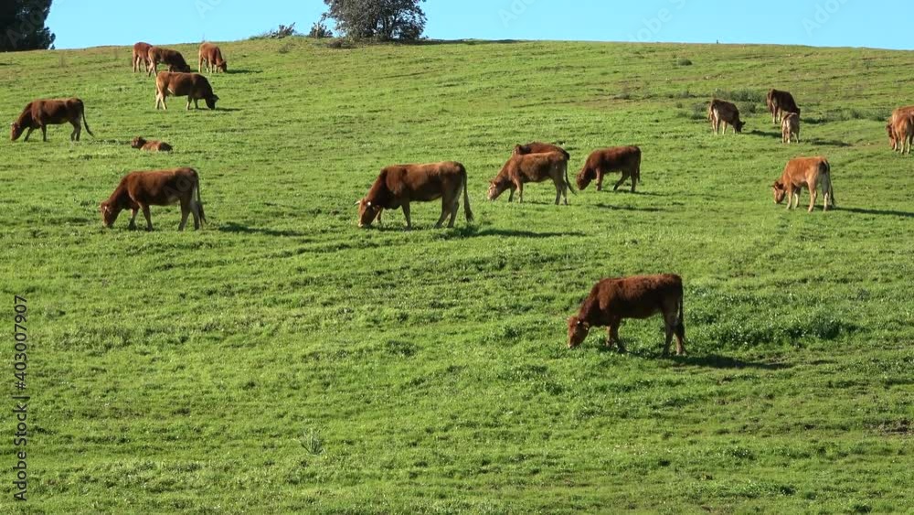 Brown Cows grazing on green pasture in Huelva, Andalusia, Spain Brown Cows grazing on green pasture in Huelva, Andalusia, Spain