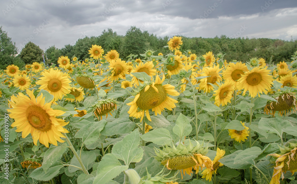 Obraz schöne Sonnenblumen auf einer großen Feld