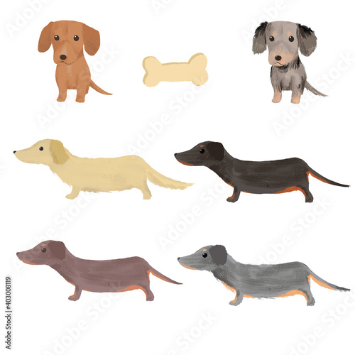 Collection of colorful dogs, dachshund set illustration