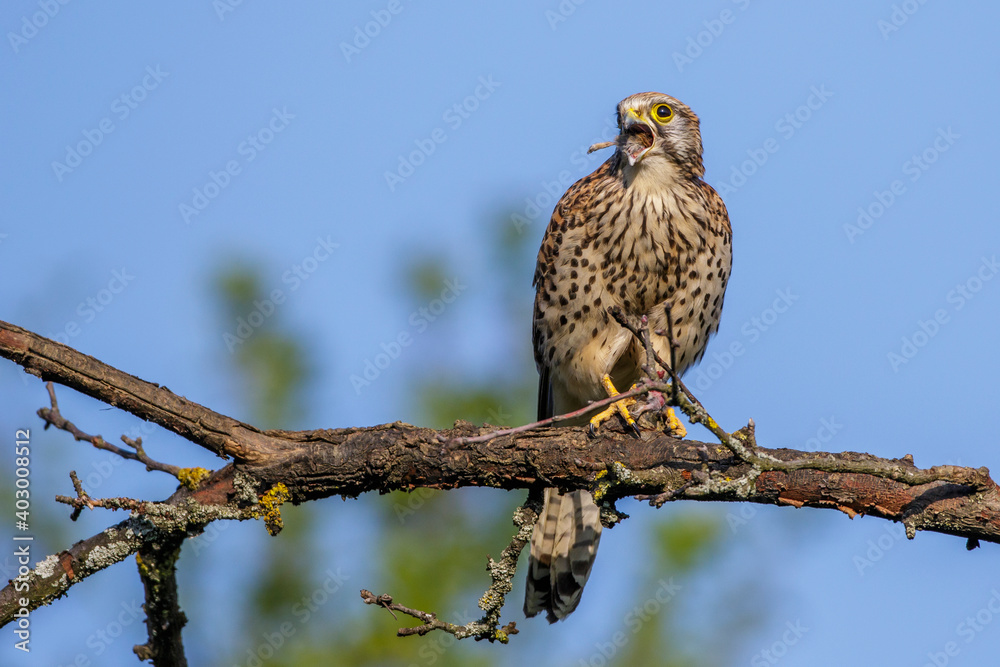 Turmfalke (Falco tinnunculus) Weibchen Turmfalke (Falco tinnunculus) Weibchen