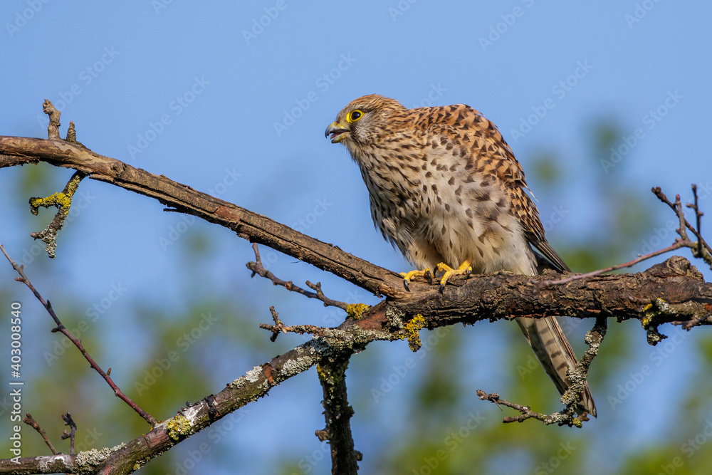 Turmfalke (Falco tinnunculus) Weibchen Turmfalke (Falco tinnunculus) Weibchen