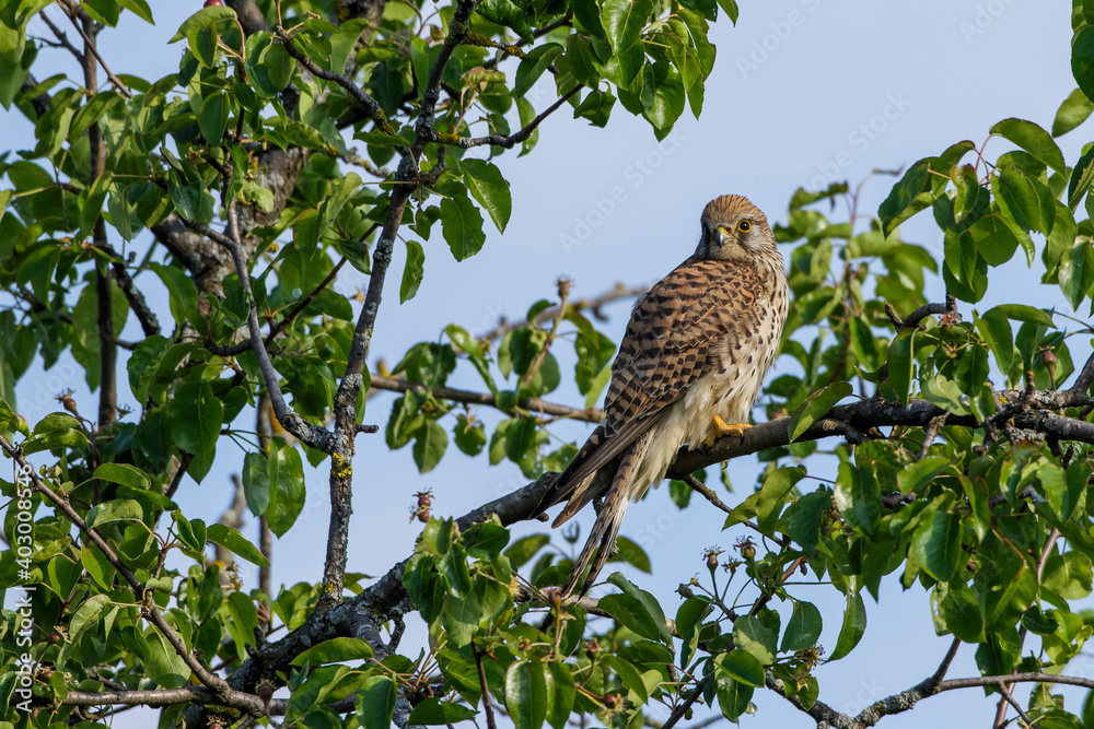 Fototapeta premium Turmfalke (Falco tinnunculus) Weibchen