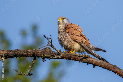 Turmfalke (Falco tinnunculus) Männchen