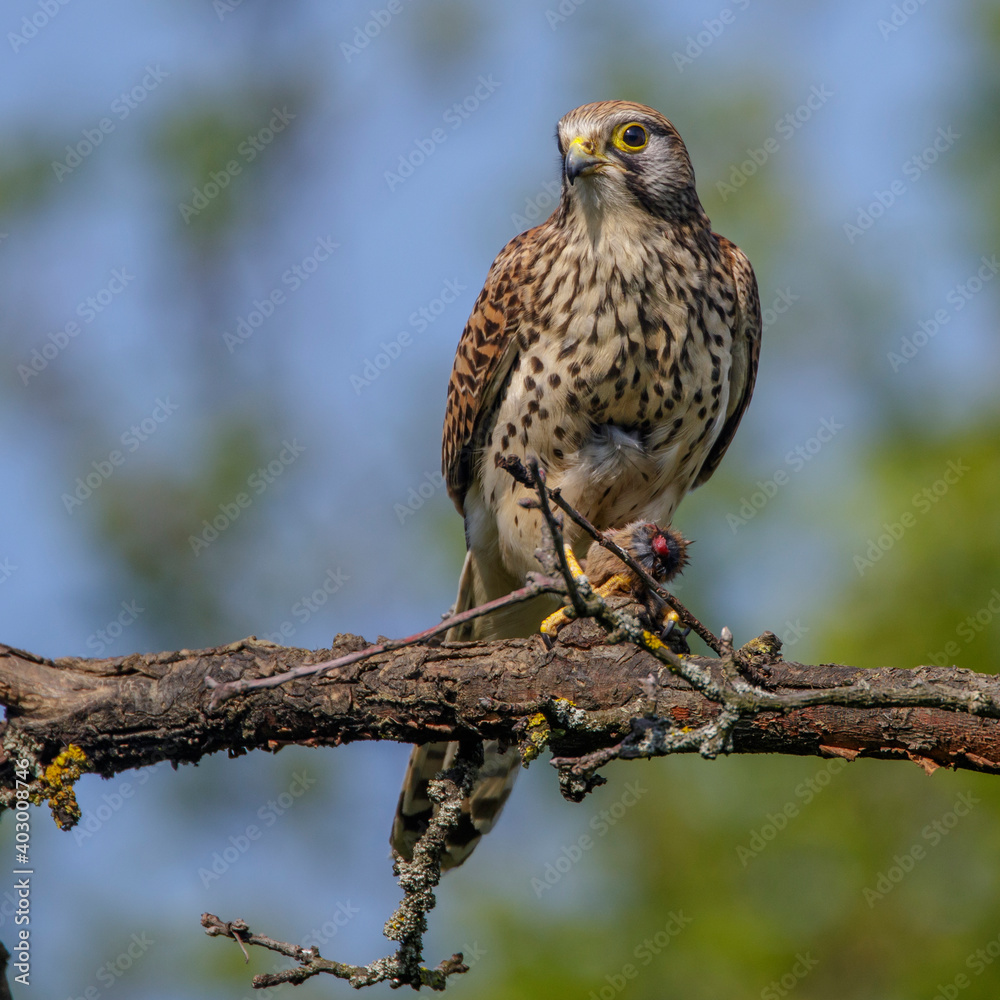 Turmfalke (Falco tinnunculus) Weibchen Turmfalke (Falco tinnunculus) Weibchen