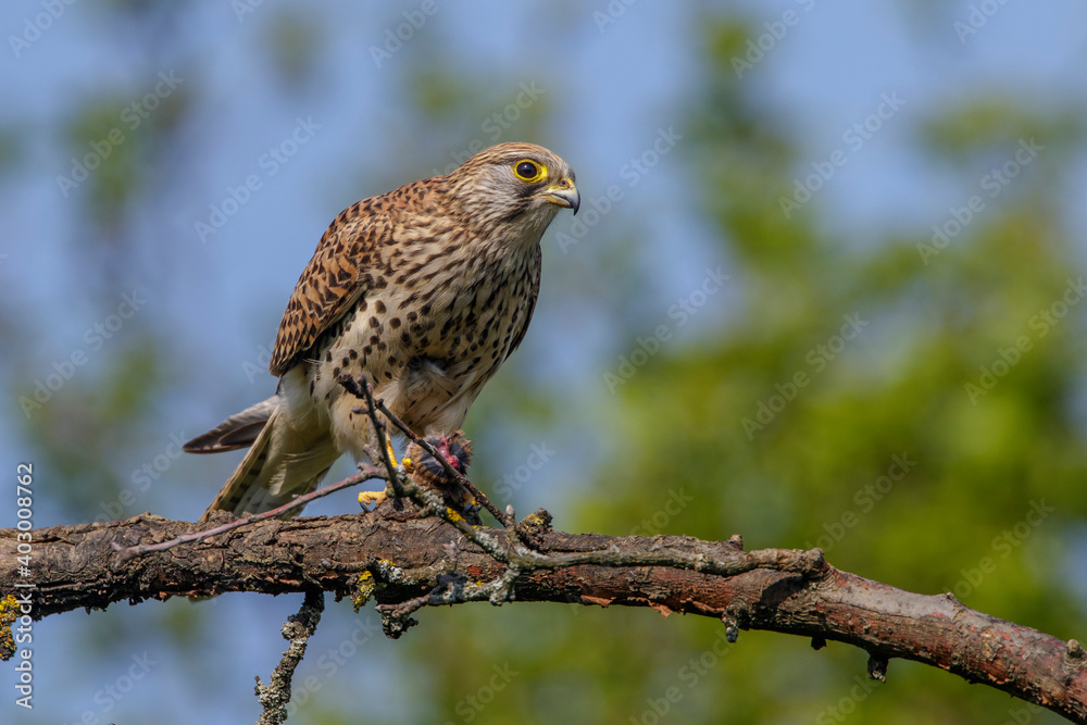 Turmfalke (Falco tinnunculus) Weibchen Turmfalke (Falco tinnunculus) Weibchen