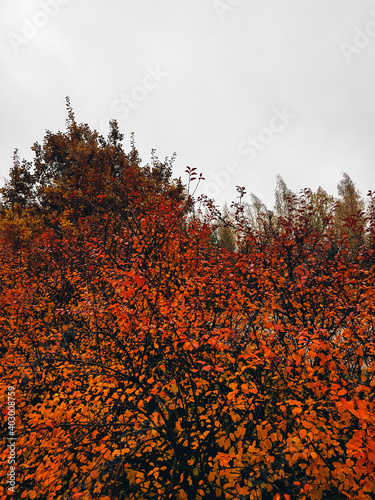 Bright orange bush leaves at autumn with grey sky.