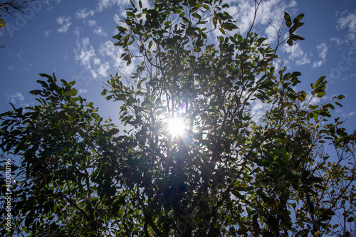 sun shining through trees 