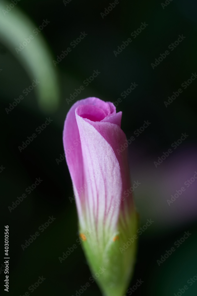 Small closed pink flower on green background Small closed pink flower on green background