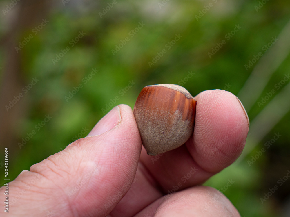 Human fingers with hazelnut on natural background Human fingers with hazelnut on natural background