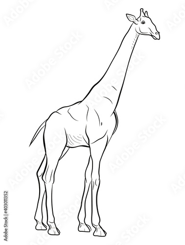 Coloring book for children  black and white image of a wild animal  giraffe.