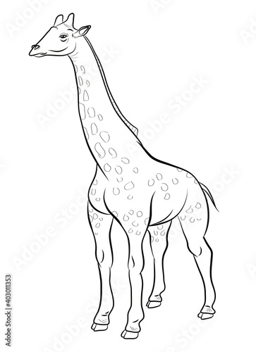 Coloring book for children  black and white image of a wild animal  giraffe.