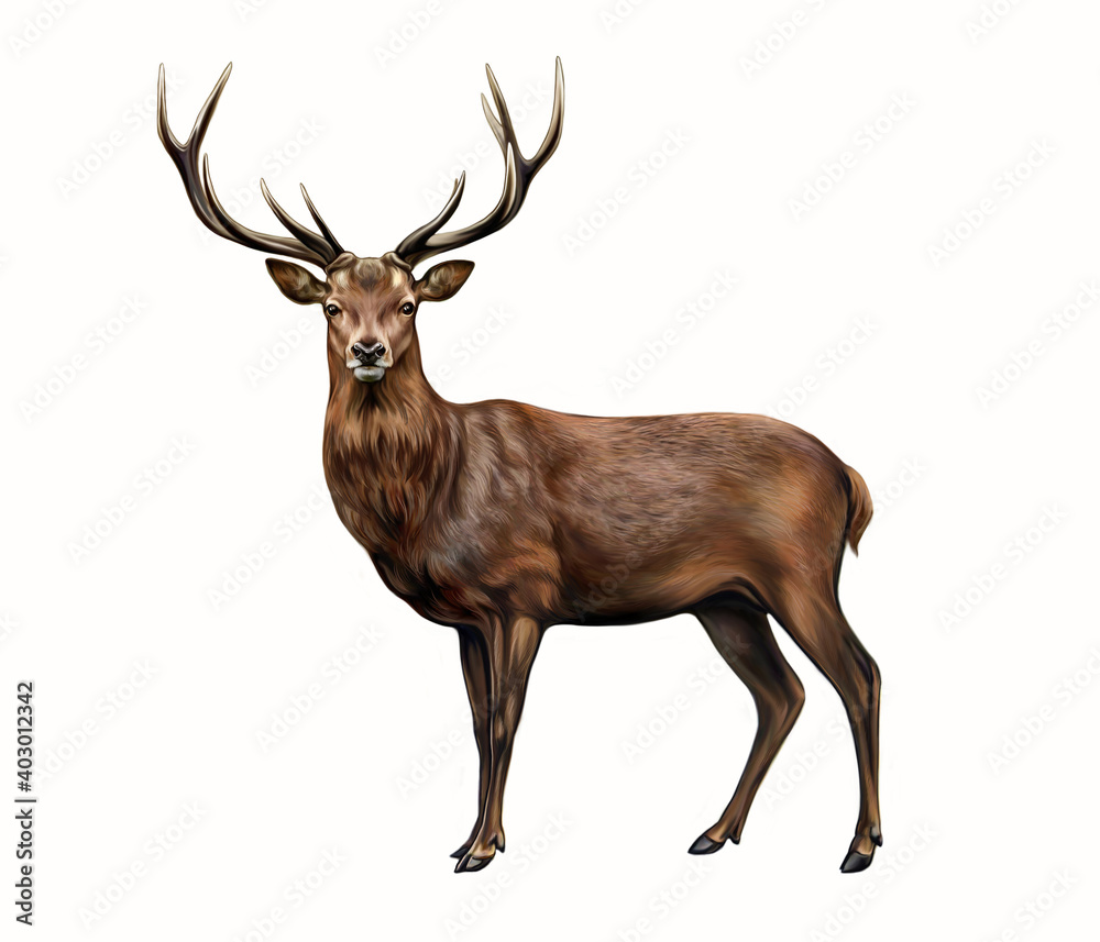 Obraz The red deer (Cervus elaphus)